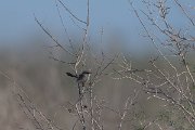 DPPhotography - Uzbekistan - Streaked scrub warbler - B
