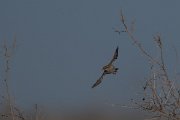DPPhotography - Uzbekistan - Streaked scrub warbler - C