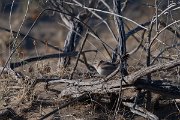 DPPhotography - Uzbekistan - Streaked scrub warbler - D