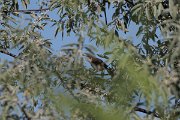 DPPhotography - Uzbekistan - Syke's warbler - B