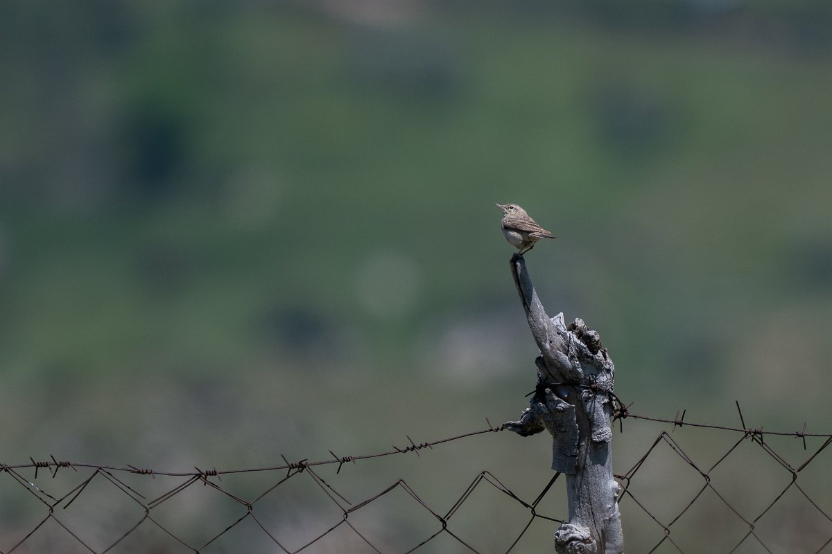 DPPhotography - Uzbekistan - Tawny pipit - C.jpg - Tawny pipit - Takhta-Karacha Pass, Uzbekistan