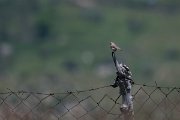 DPPhotography - Uzbekistan - Tawny pipit - B