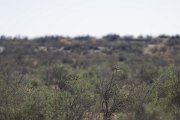 DPPhotography - Uzbekistan - Turkestan ground jay - A