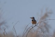 DPPhotography - Uzbekistan - Turkestan ground jay - C