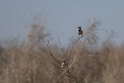 DPPhotography - Uzbekistan - Turkestan ground jay - D