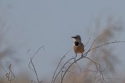 DPPhotography - Uzbekistan - Turkestan ground jay - E