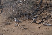 DPPhotography - Uzbekistan - Turkestan ground jay - G