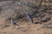 DPPhotography - Uzbekistan - Turkestan ground jay - H