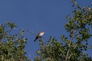 DPPhotography - Uzbekistan - Upcher's warbler - A
