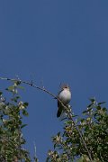 DPPhotography - Uzbekistan - Upcher's warbler - B