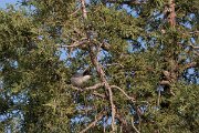 DPPhotography - Uzbekistan - Eastern orphean warbler - A