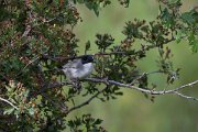 DPPhotography - Uzbekistan - Eastern orphean warbler - C