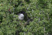 DPPhotography - Uzbekistan - Eastern orphean warbler - D
