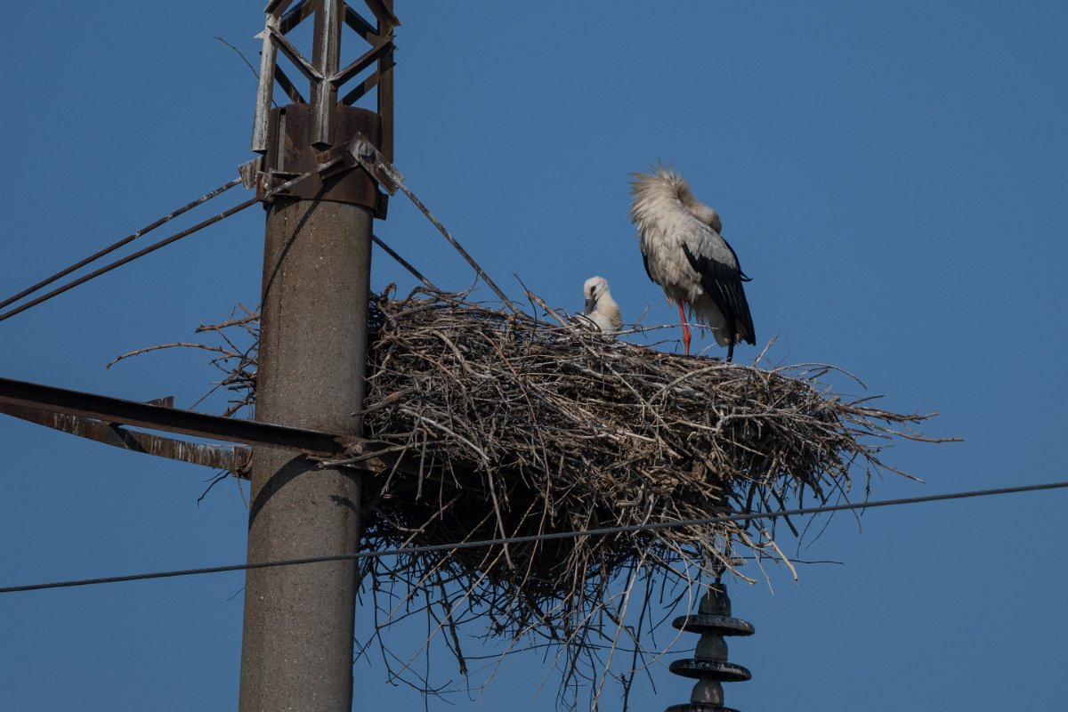 DPPhotography - Uzbekistan - White stork - A.jpg - White stork - Tashkent District, Uzbekistan