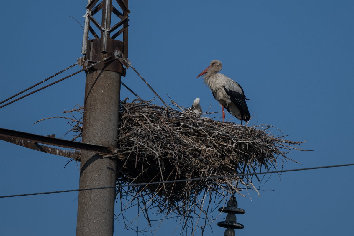 DPPhotography - Uzbekistan - White stork - B.jpg - White stork - Tashkent District, Uzbekistan