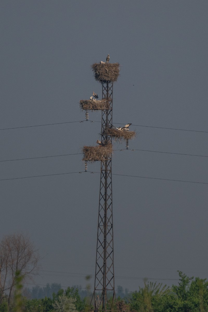 DPPhotography - Uzbekistan - White stork - C.jpg - White stork - Tashkent District, Uzbekistan