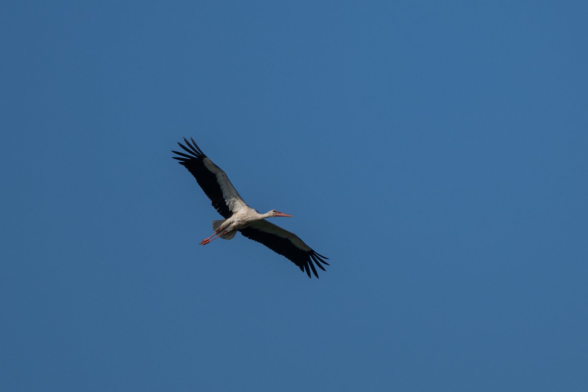 DPPhotography - Uzbekistan - White stork - E.jpg - White stork - Tashkent District, Uzbekistan
