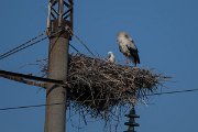 DPPhotography - Uzbekistan - White stork - A