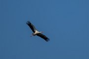 DPPhotography - Uzbekistan - White stork - E