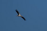 DPPhotography - Uzbekistan - White stork - F