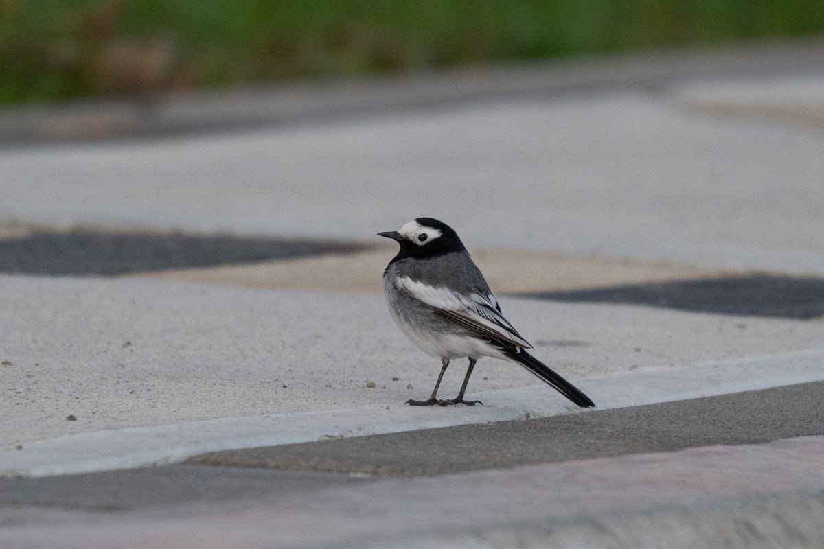 DPPhotography - Uzbekistan - White wagtail - A.jpg - White (Masked) wagtail, personata - Zaamin National Park, Uzbekistan