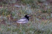 DPPhotography - Uzbekistan - White wagtail - D