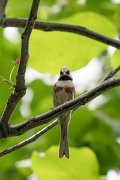 DPPhotography - Uzbekistan - White-capped bunting - A
