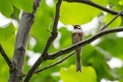 DPPhotography - Uzbekistan - White-capped bunting - B