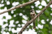 DPPhotography - Uzbekistan - White-capped bunting - E
