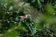 DPPhotography - Uzbekistan - White-crowned penduline tit - A