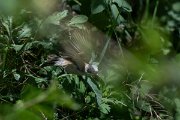 DPPhotography - Uzbekistan - White-crowned penduline tit - B