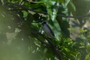 DPPhotography - Uzbekistan - White-crowned penduline tit - C