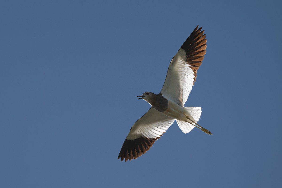DPPhotography - Uzbekistan - White-tailed lapwing - C.jpg - White-tailed lapwing - Jeyran Eco Centre, Uzbekistan