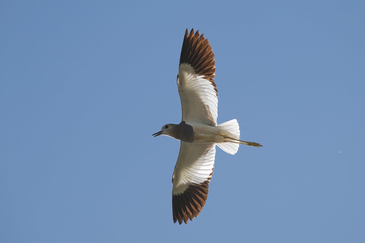 DPPhotography - Uzbekistan - White-tailed lapwing - D.jpg - White-tailed lapwing - Jeyran Eco Centre, Uzbekistan