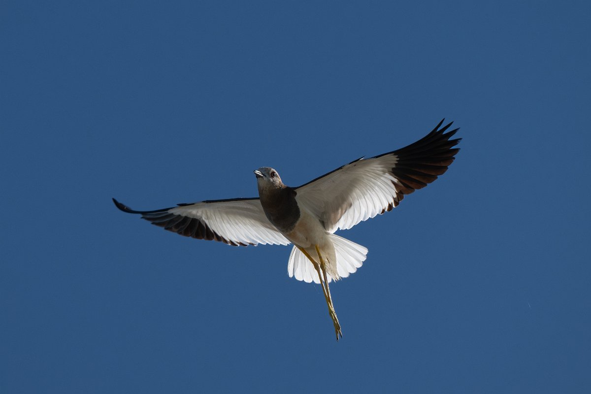 DPPhotography - Uzbekistan - White-tailed lapwing - H.jpg - White-tailed lapwing - Jeyran Eco Centre, Uzbekistan