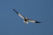 DPPhotography - Uzbekistan - White-tailed lapwing - A