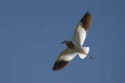 DPPhotography - Uzbekistan - White-tailed lapwing - C