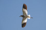 DPPhotography - Uzbekistan - White-tailed lapwing - D