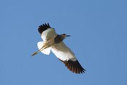 DPPhotography - Uzbekistan - White-tailed lapwing - E
