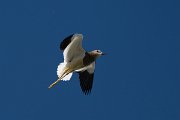 DPPhotography - Uzbekistan - White-tailed lapwing - F