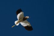 DPPhotography - Uzbekistan - White-tailed lapwing - G