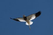 DPPhotography - Uzbekistan - White-tailed lapwing - H