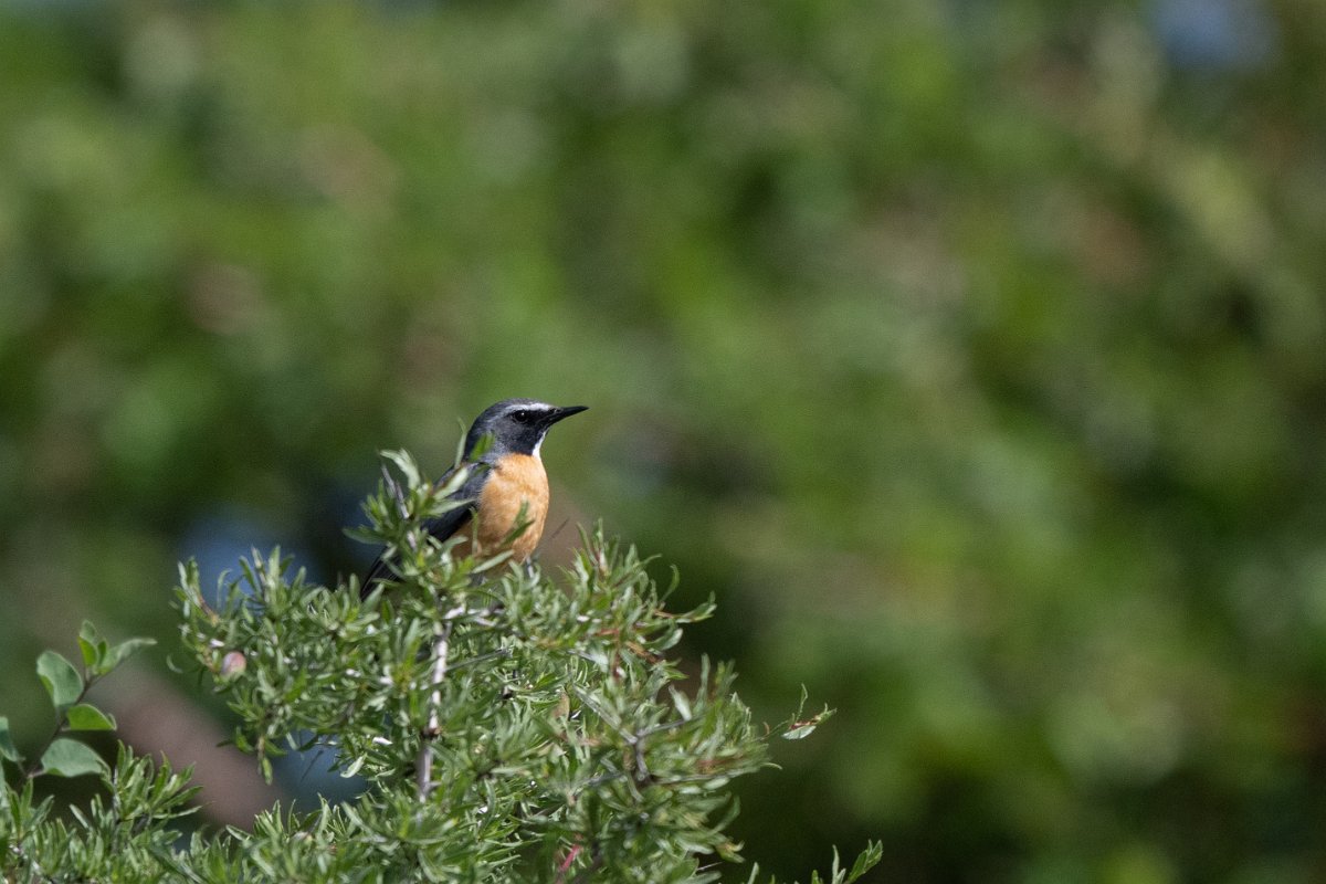 DPPhotography - Uzbekistan - White-throated robin - A.jpg - White-throated robin - Takhta-Karacha Pass, Uzbekistan