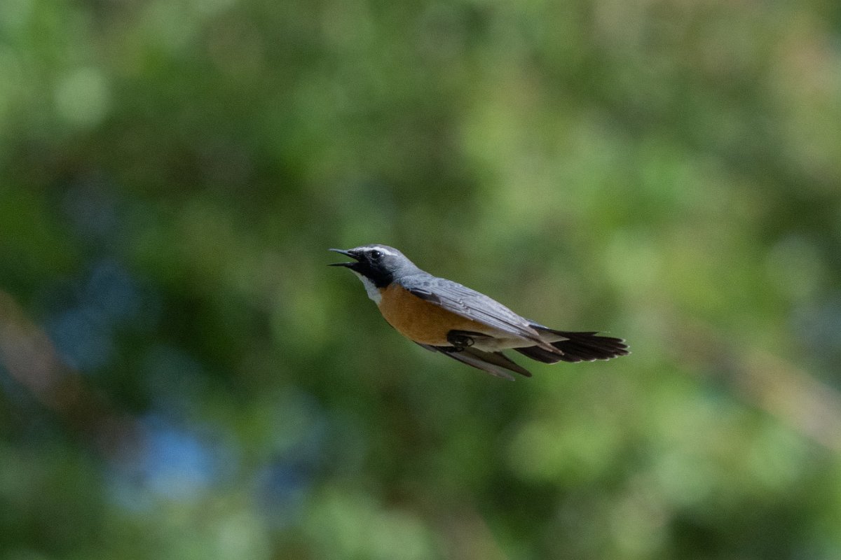 DPPhotography - Uzbekistan - White-throated robin - B.jpg - White-throated robin in flight - Takhta-Karacha Pass, Uzbekistan