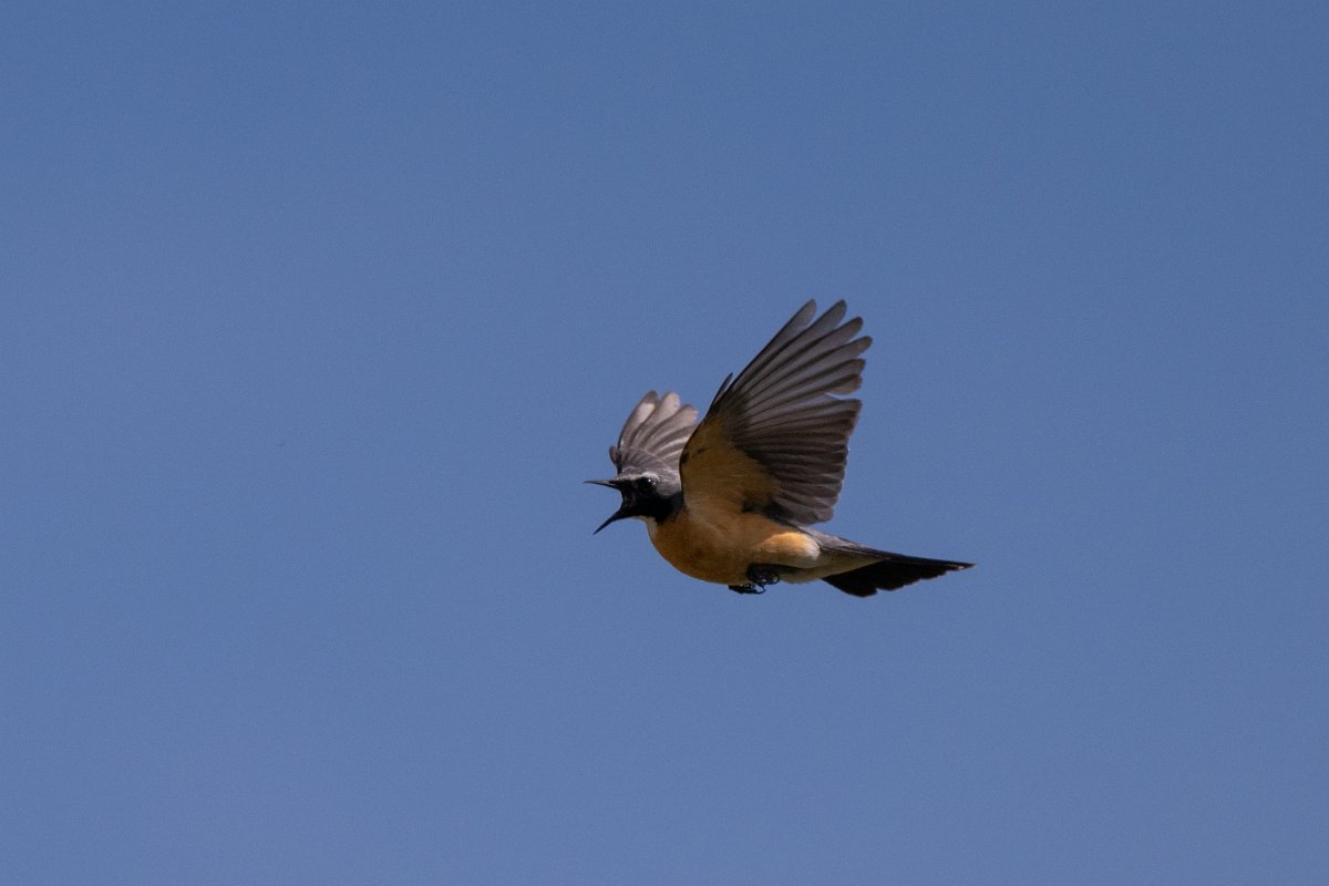 DPPhotography - Uzbekistan - White-throated robin - C.jpg - White-throated robin in flight - Takhta-Karacha Pass, Uzbekistan