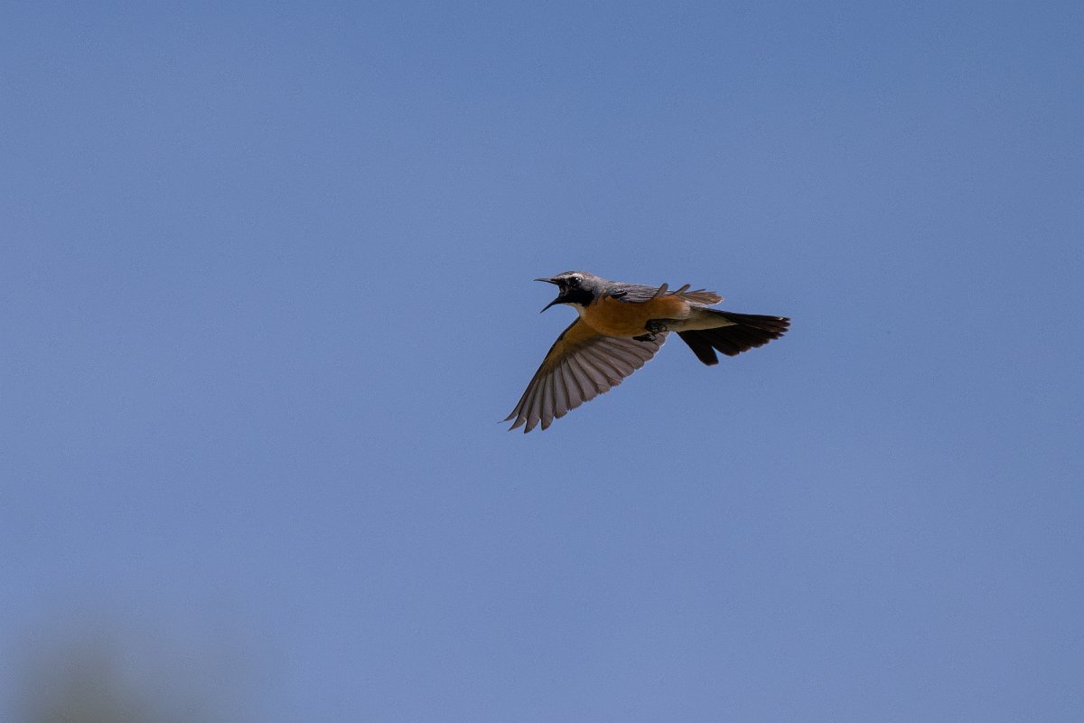 DPPhotography - Uzbekistan - White-throated robin - D.jpg - White-throated robin in flight - Takhta-Karacha Pass, Uzbekistan