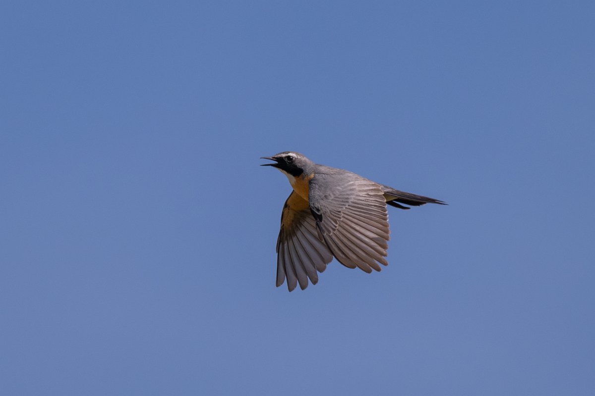 DPPhotography - Uzbekistan - White-throated robin - E.jpg - White-throated robin in flight - Takhta-Karacha Pass, Uzbekistan