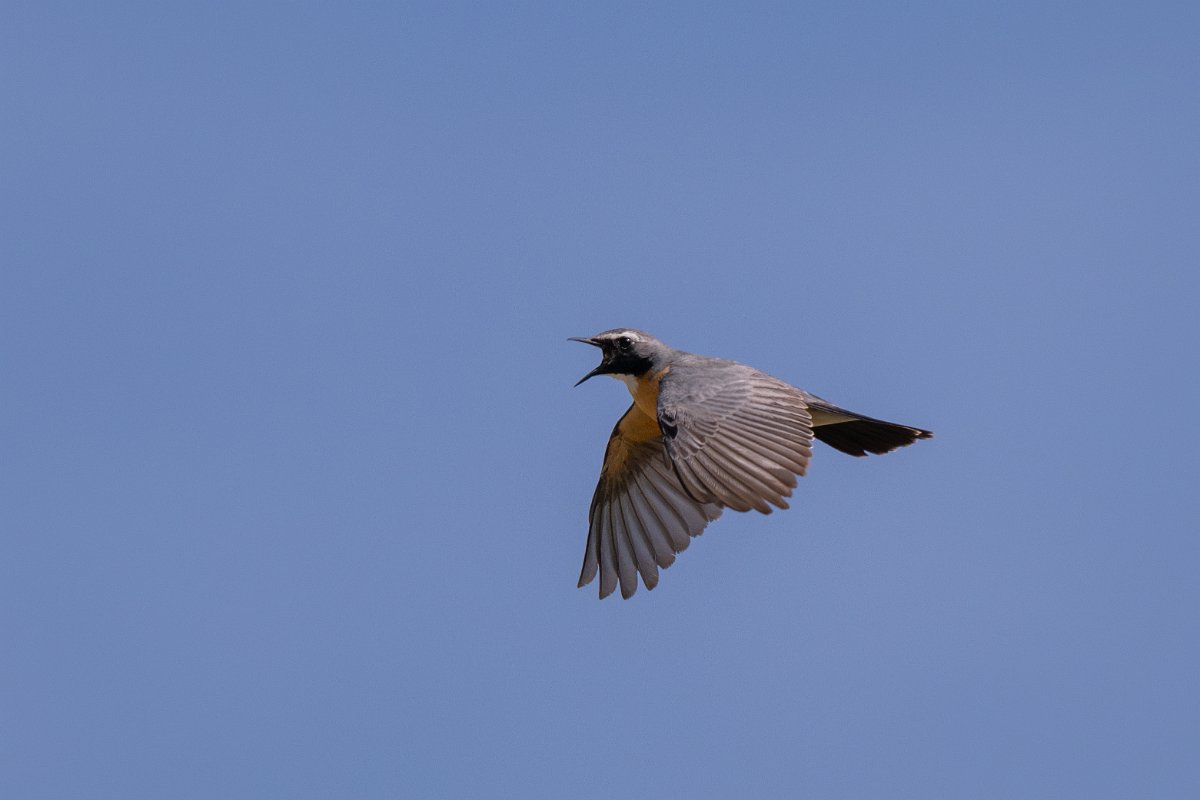 DPPhotography - Uzbekistan - White-throated robin - F.jpg - White-throated robin in flight - Takhta-Karacha Pass, Uzbekistan
