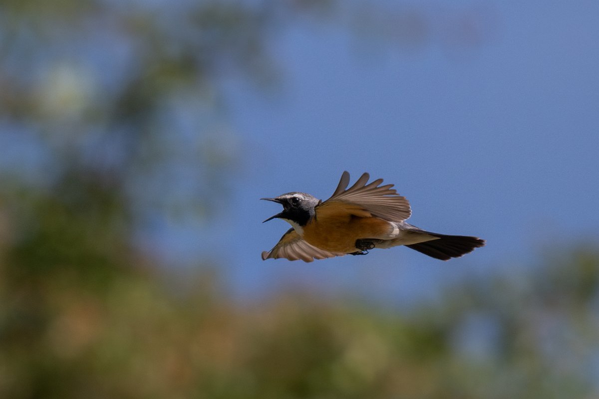 DPPhotography - Uzbekistan - White-throated robin - G.jpg - White-throated robin in flight - Takhta-Karacha Pass, Uzbekistan