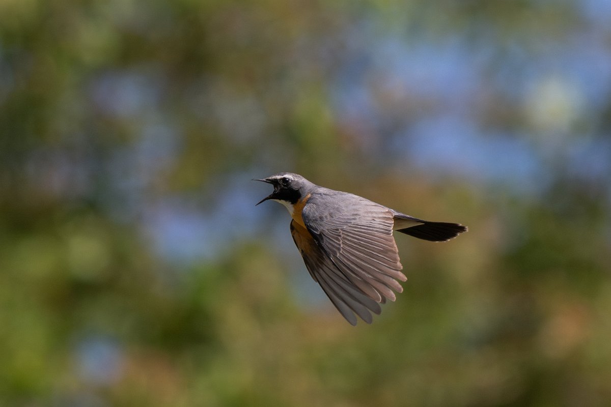 DPPhotography - Uzbekistan - White-throated robin - H.jpg - White-throated robin in flight - Takhta-Karacha Pass, Uzbekistan